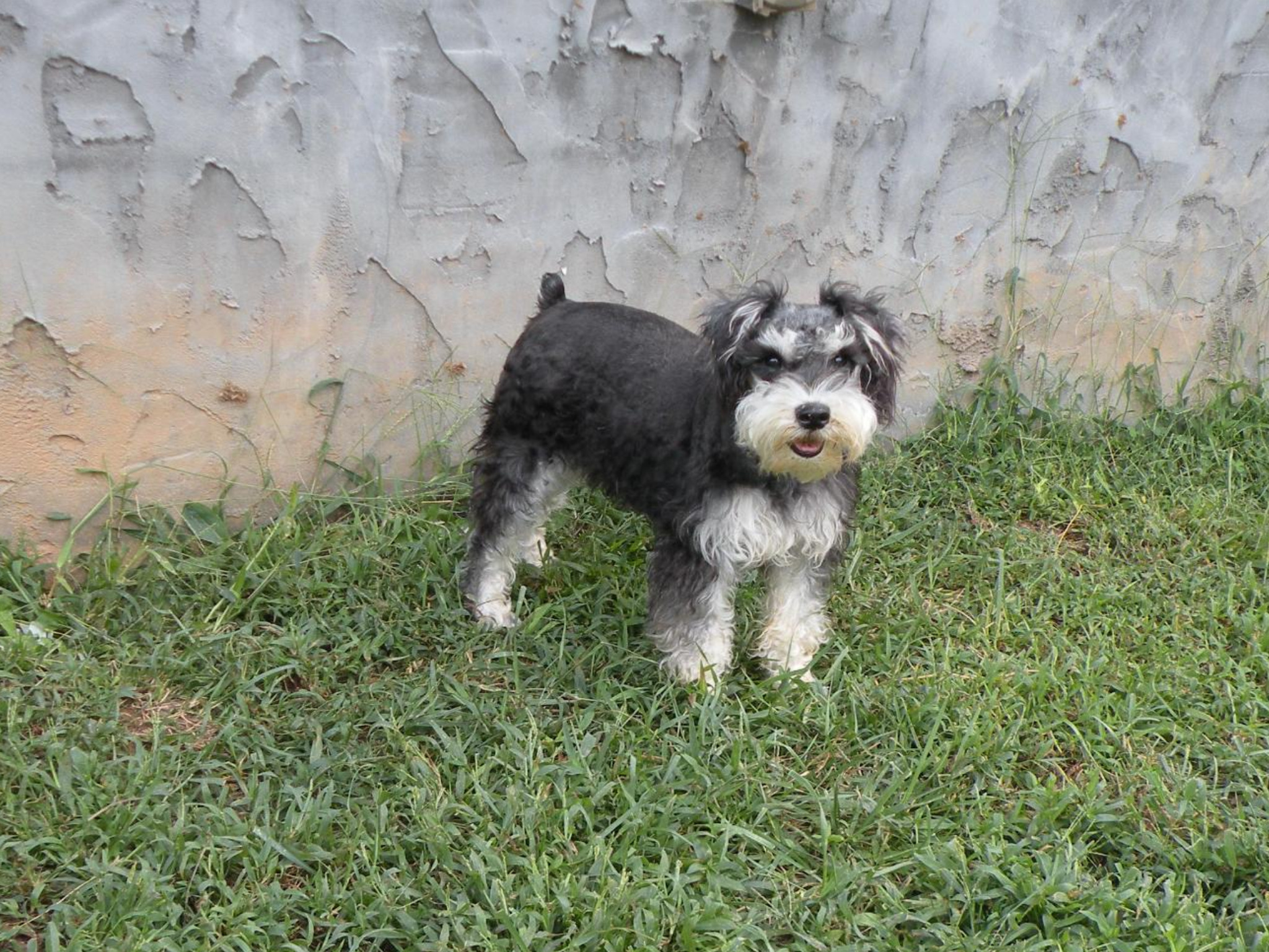 Ginger schnauzer 2024